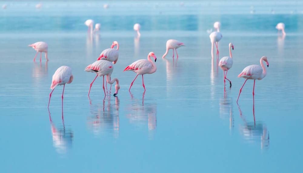 vedere flamingo)